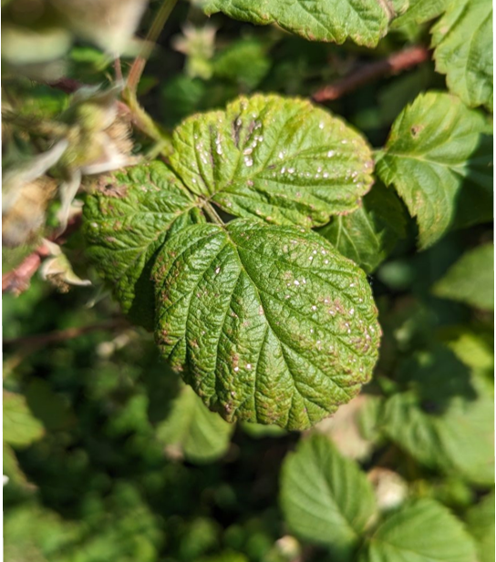 Framboise, Avertissement No 9, 5 juin 2024 — free download
